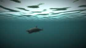 Age of Survival